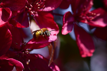 Little bee among the bright red flowers of a decorative apple tree