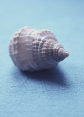 sea shell on a blue background