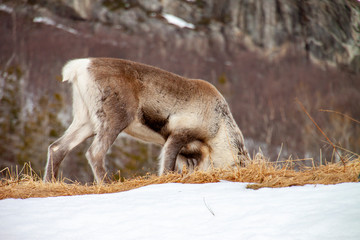 Obraz premium Reindeer on winter pasture in Tosbotn, Northern Norway
