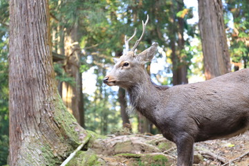Nara Park in Nara Prefecture, Japan and the scenery of deer living in the park