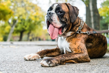 Boxer Dog Portrait Closeup In Park