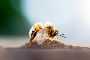 Close-Up Of Honey Bee Pollinating Flower
