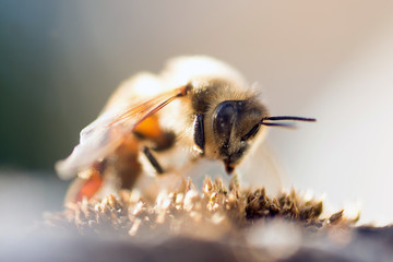 Close-Up Of Honey Bee Pollinating Flower