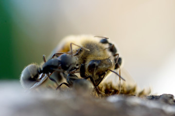 Close-Up On Ants Attacking Honey Bee