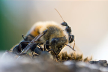 Close-Up On Ants Attacking Honey Bee