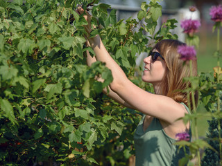 Young woman gardener gathers fresh black currant berries harvest.