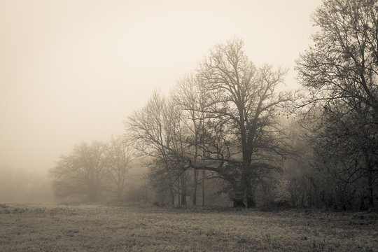 Baumgruppe im nebel