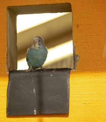 Light blue bird with yellow beak perched in window