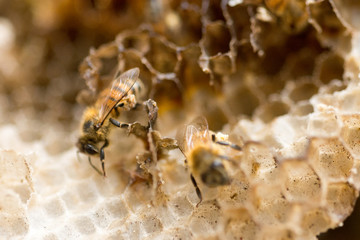 Bees Working in The Honeycomb