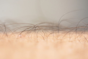 Detail of arm hair Close Up