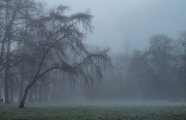 mglisty park © kamil