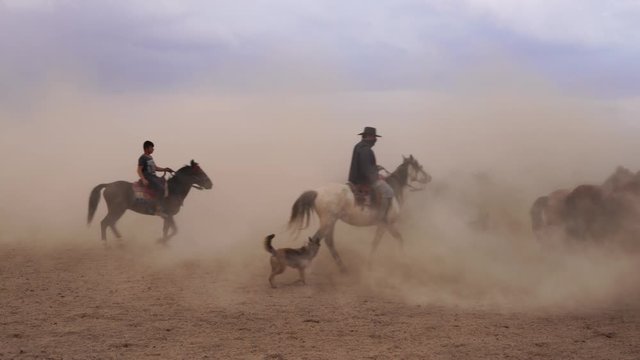 Unidentified western cowboys riding horses with in cloud of dust in the sunset