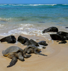 Large turtles on sandy beach with turquoise waters on north shore of Oahu Island Hawaii