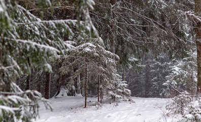 Winter forest, snowy roads and trees on a winter day