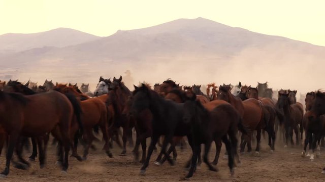 Unidentified western cowboys riding horses with in cloud of dust in the sunset