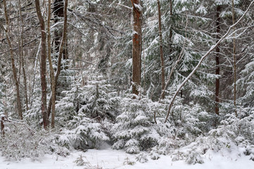 Winter forest, snowy roads and trees on a winter day