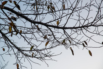 冬空と木のシルエット