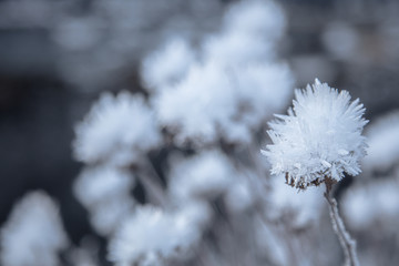 Frozen flowers, very beautiful nature