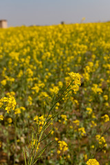 Obraz premium field of yellow Mustard flowers