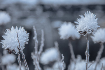 Frozen car and Frozen flowers, very beautiful nature