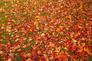 Background of colored maple leaves at autumn