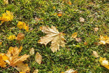 Fallen maple leaves with dew on a green grass.