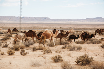 camellos y dromedarios salvajes cerca de Tozeur, Túnez