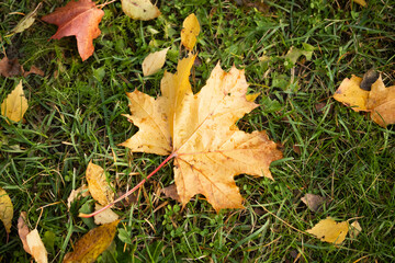 Fallen maple leaves with dew on a green grass.