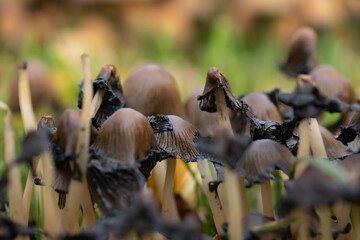 Rotten Coprinus micaceus mushroom in the autumn park