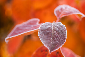 Beautiful red aronia leaves with a frosty edge.