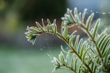 Coniferous tree needles with hoarfrost at autumn. Bokeh effect.