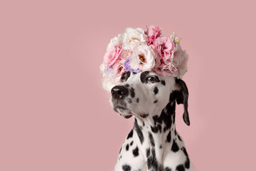 Funny suspicious dalmatian dog with wreath on pink background. Dog portrait with floral crown. I...
