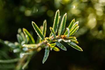 Coniferous tree needles with hoarfrost at autumn. Bokeh effect.