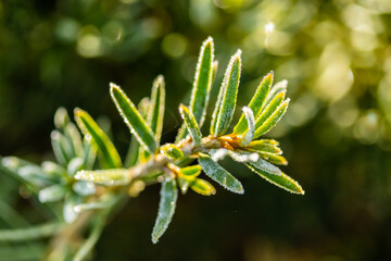 Coniferous tree needles with hoarfrost at autumn. Bokeh effect.