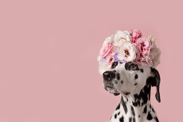 Adorable dalmatian dog with wreath on pink background. Dog portrait with floral crown. I love you. Happy Valentines Day concept - 307201199