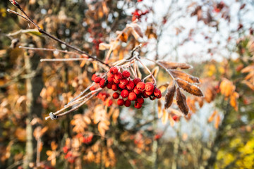 The frozen berries and leaves of rowan at sunny autumn morning