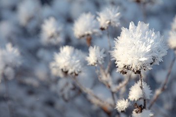 Frozen flowers, very beautiful nature