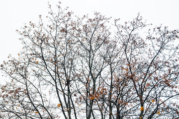 Maple tree with yellow and orange leaves on sky background