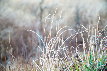 枯れ草　冬の地面