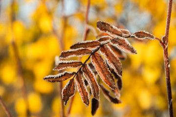 The frozen leaves of rowan at sunny autumn morning
