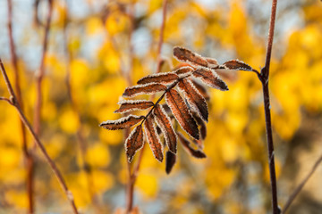 The frozen leaves of rowan at sunny autumn morning