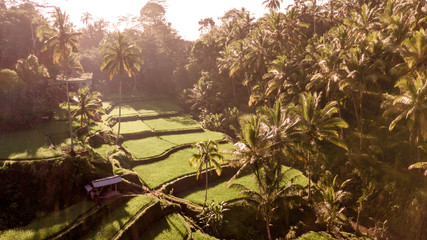 Ubud Rice Terraces