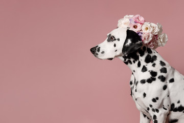 Cute dalmatian dog with wreath on pink background. Dog portrait with floral crown. I love you. Happy Valentines Day concept. Dog looks left, copy space