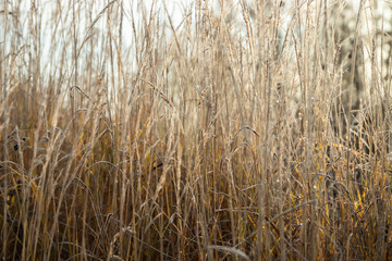 Fototapeta premium Frozen dry grass at sunny autumn morning. Bokeh effect.