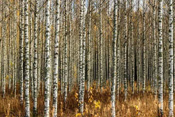 Grove of birch trees with yellow leaves in autumn