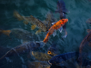 Fototapeta premium Koi Carp fish in Shanghai, China
