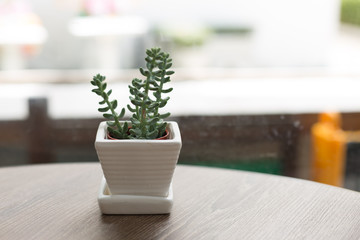 Small Succulent on Cafe Table