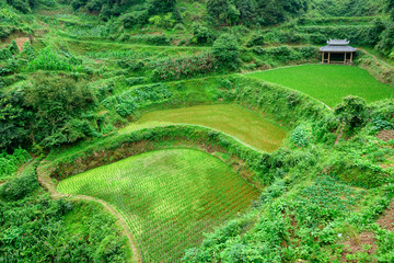 Small shelter in the middle of rice terraces in summer,
