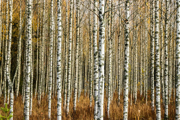 Fototapety  Grove of birch trees with yellow leaves in autumn