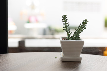 Small Succulent on Cafe Table
